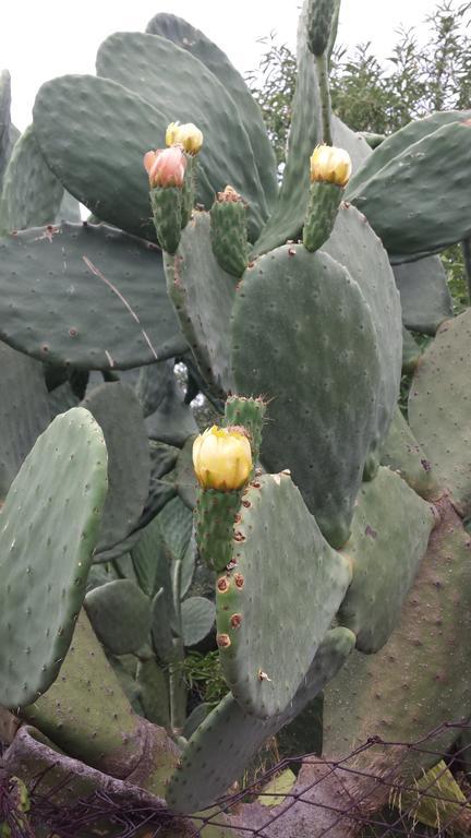 ברונטה Azienda Agricola Cuntarati מראה חיצוני תמונה