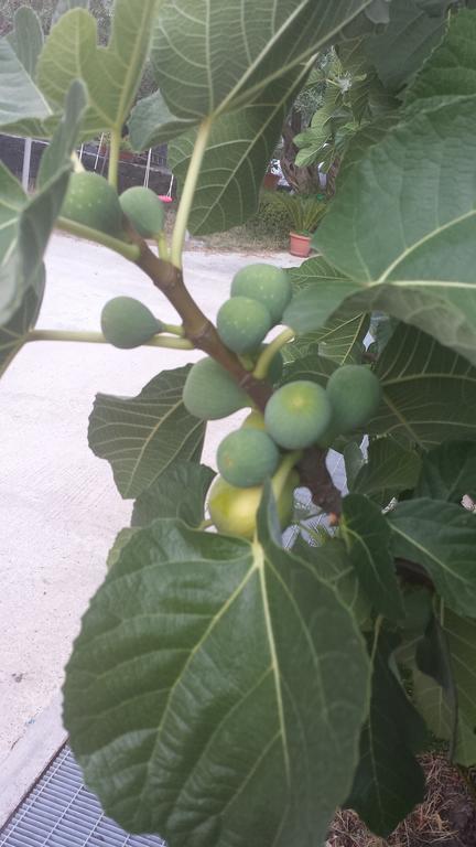 ברונטה Azienda Agricola Cuntarati מראה חיצוני תמונה